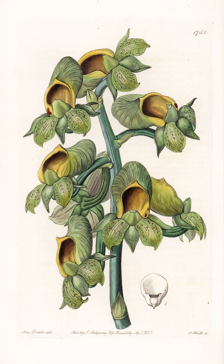 Orkidea: Casatetum-lajike, kotoisin Brasiliasta - S.Wattsin kaivertama levy, Sarah Anne Draken (1803-1857) kuvituksesta, Englannin Sydenham Edwardsin (1768-1819) kasvitieteellisestä rekisteristä tekijältä Sydenham Teast Edwards