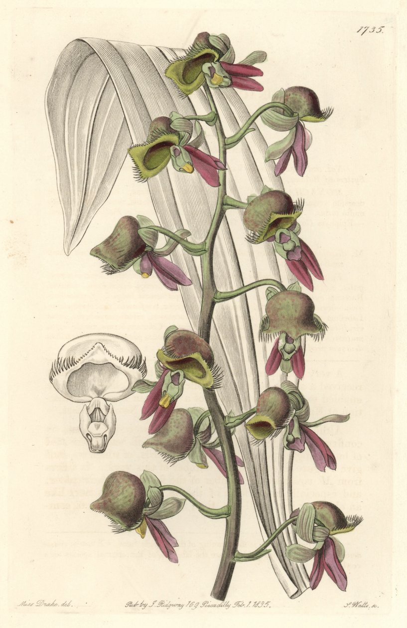 Orchid Catasetum, kaksisävyiset kukat, kotoisin Guayanasta - S. Wattsin Water forte Sarah Anne Draken (1803-1857) kuvituksesta kasvitieteellisestä rekisteristä tekijältä Sydenham Teast Edwards