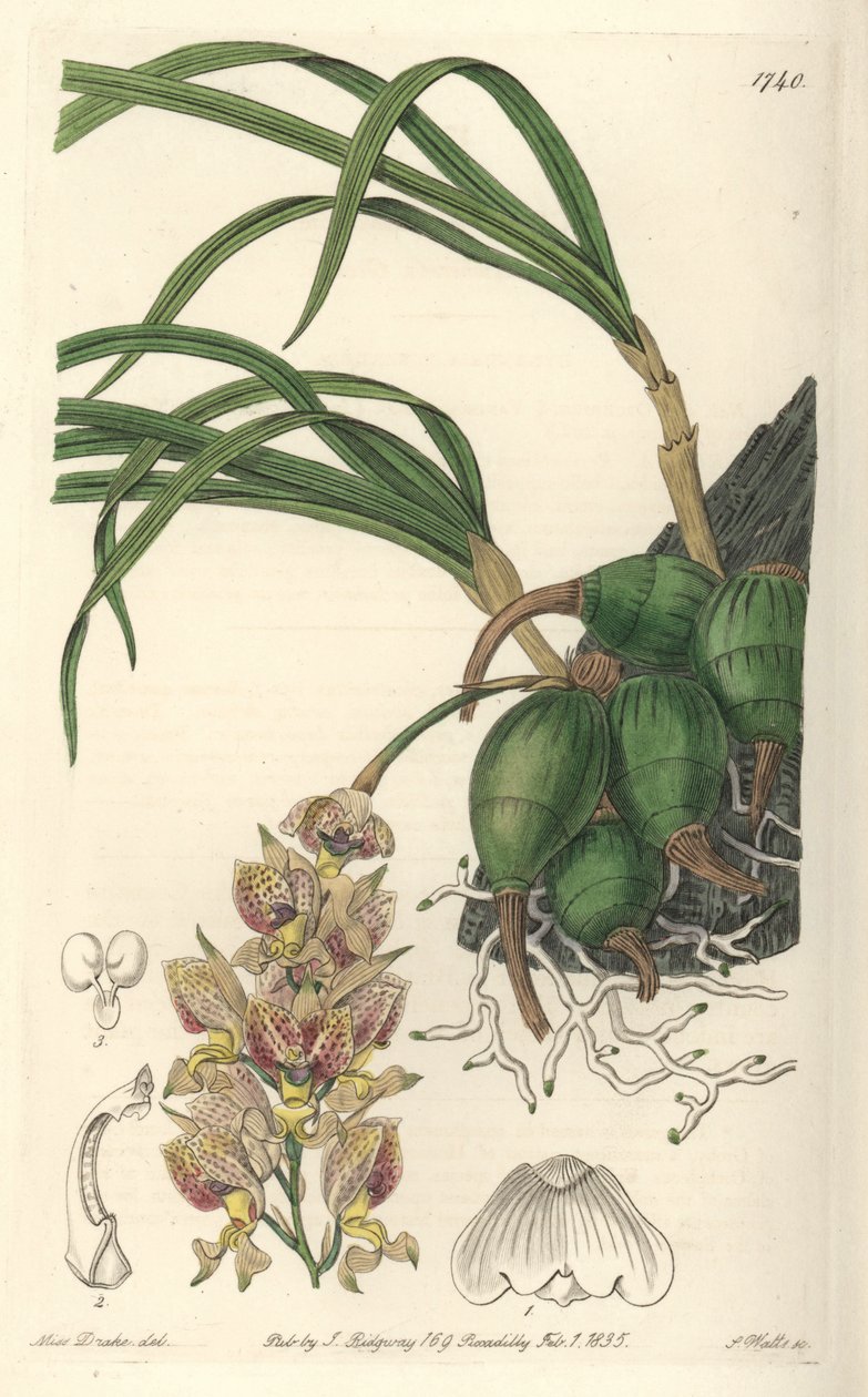 Orkidea Grobya, jolla on keltaisia ja violetteja kukkia, kotoisin Brasiliasta - S. Wattsin laatima Water forte Sarah Anne Draken (1803-1857) kuvituksesta, kasvitieteellisestä rekisteristä. tekijältä Sydenham Teast Edwards