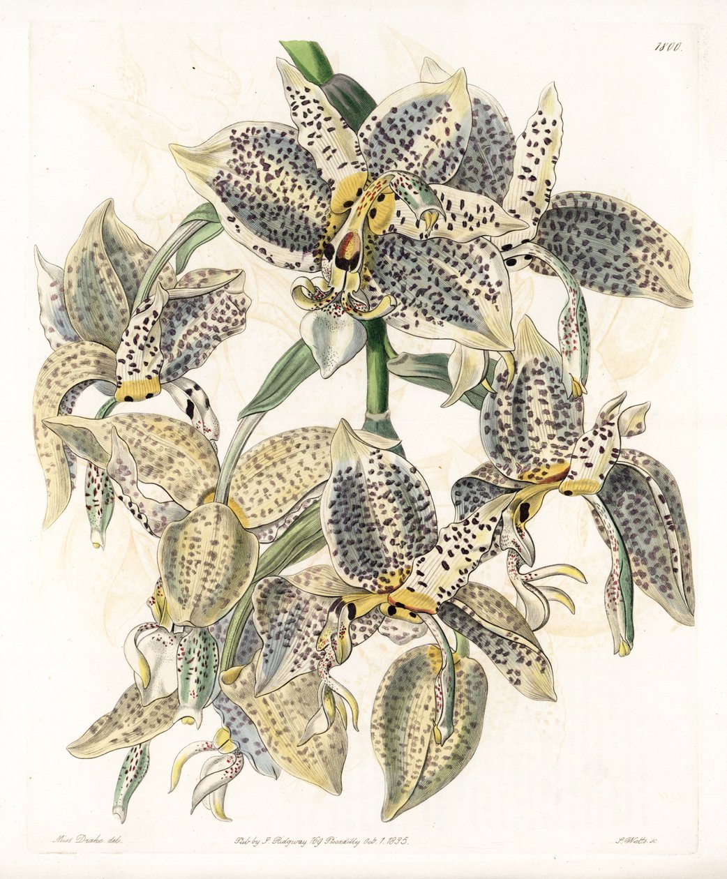 Orkidea: Stanhopea-lajike, neotrooppinen - S.Wattsin kaivertama levy, Sarah Anne Draken (1803-1857) kuvituksesta, Englannin Sydenham Edwardsin (1768-1819) kasvitieteellisestä rekisteristä tekijältä Sydenham Teast Edwards