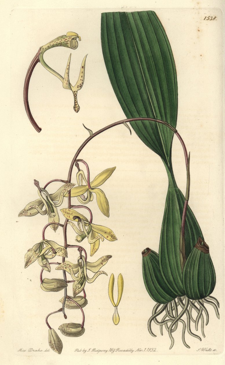 Orkidealajike Cirrhaea - Loddigesin cirrhaea-orkidea, Cirrhaea loddigesii. S. Wattsin käsinvärinen kuparikaiverrus Miss Sarah Draken kuvituksen jälkeen Sydenham Edwardsin kasvitieteellisestä rekisteristä, Ridgeway, Lontoo tekijältä Sydenham Teast Edwards