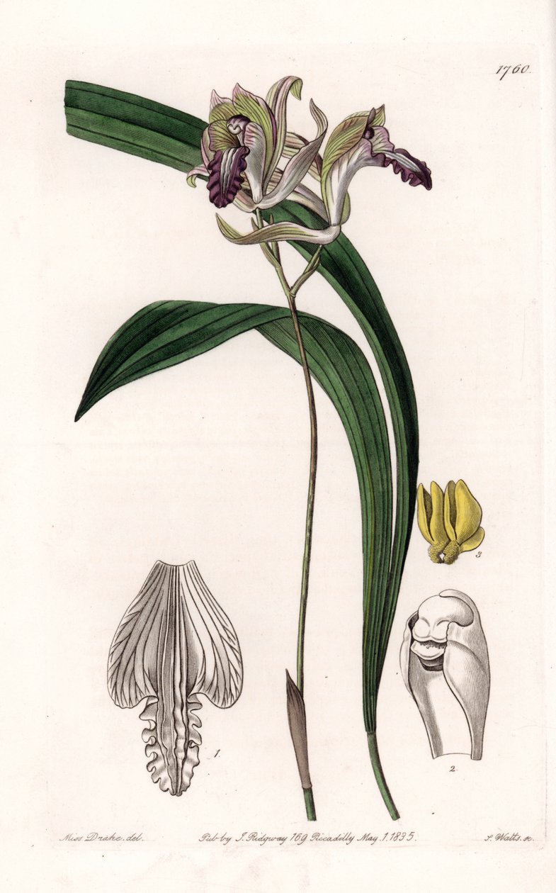 Orkidea: Variety of Bletia of America - S.Wattsin kaivertama levy Sarah Anne Draken (1803-1857) kuvituksesta, Englannin Sydenham Edwardsin (1768-1819) kasvitieteellisestä rekisteristä tekijältä Sydenham Teast Edwards