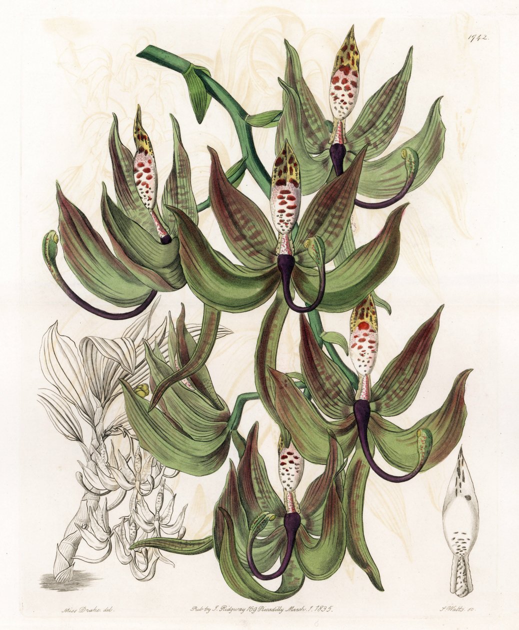 Orkidea: Variety of Cycnoche - S.Wattsin kaiverrettu taulu Sarah Anne Draken (1803-1857) kuvituksesta, Englannin Sydenham Edwardsin (1768-1819) kasvitieteellisestä rekisteristä tekijältä Sydenham Teast Edwards