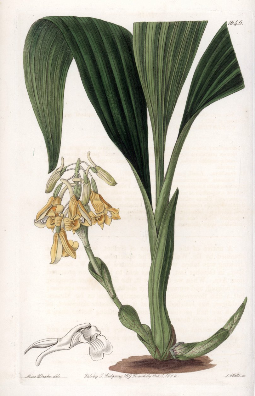 Orkidea: kalantikkalajike, keltaiset kukat - S.Wattsin kaivertama levy, Sarah Anne Draken (1803-1857) kuvituksesta, Englannin Sydenham Edwardsin (1768-1819) kasvitieteellisestä rekisteristä tekijältä Sydenham Teast Edwards
