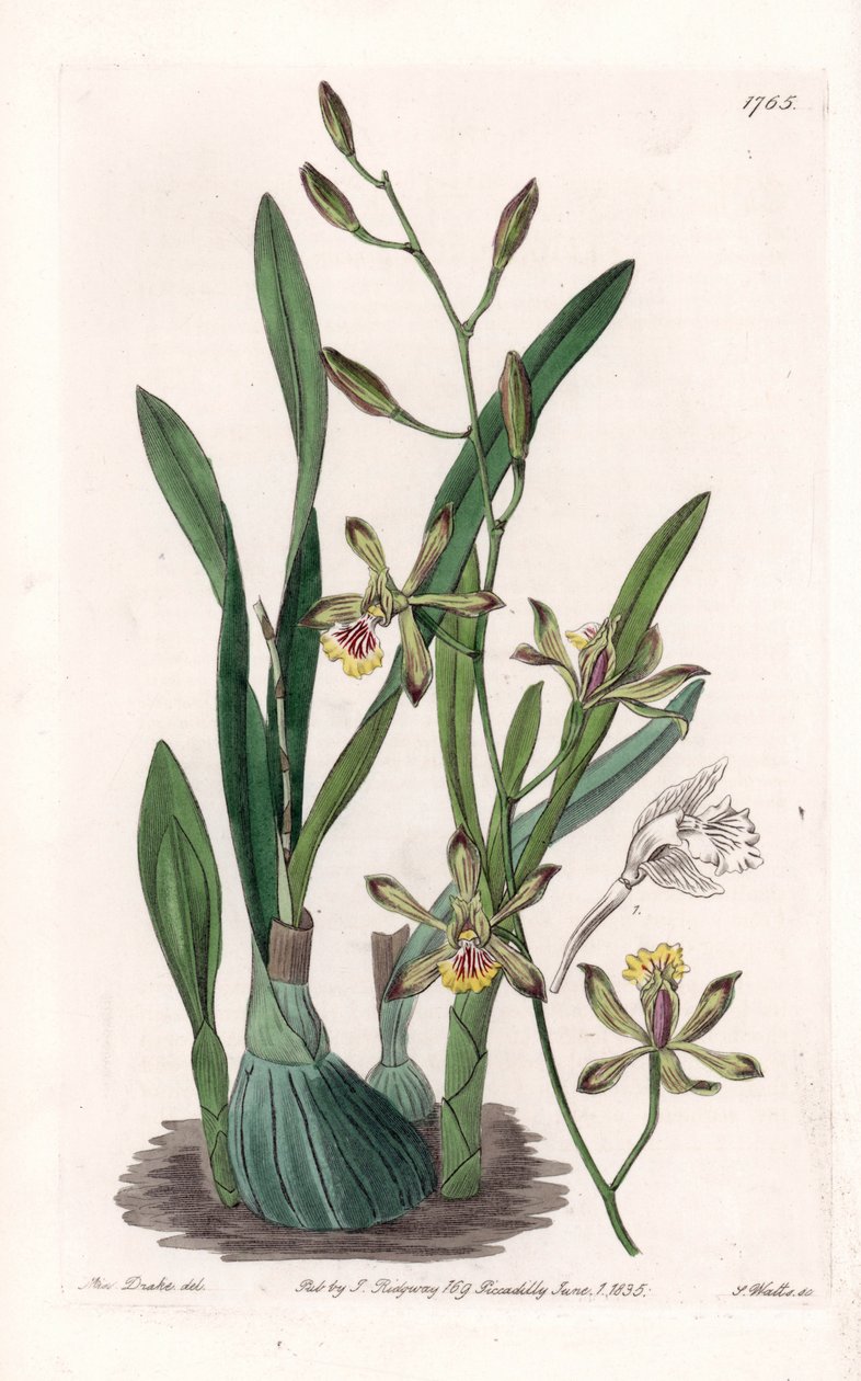 Orkidea: epidendre grele - S.Wattsin kaiverrettu taulu Sarah Anne Draken (1803-1857) kuvituksesta, Englannin Sydenham Edwardsin (1768-1819) kasvitieteellisestä rekisteristä tekijältä Sydenham Teast Edwards