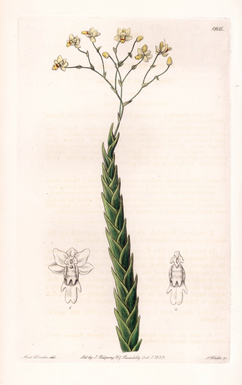 Orkidea: eksoottinen lajike Lockhartia - S.Wattsin kaivertama levy, Sarah Anne Draken (1803-1857) kuvituksesta, Englannin Sydenham Edwardsin (1768-1819) kasvitieteellisestä rekisteristä tekijältä Sydenham Teast Edwards
