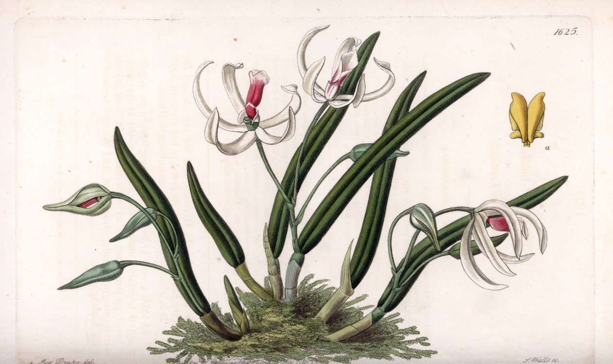 Orkidea: miniatyyri leptoottien lajike - S.Wattsin kaivertama levy, Sarah Anne Draken (1803-1857) kuvituksesta, Englannin Sydenham Edwardsin (1768-1819) kasvitieteellisestä rekisteristä tekijältä Sydenham Teast Edwards