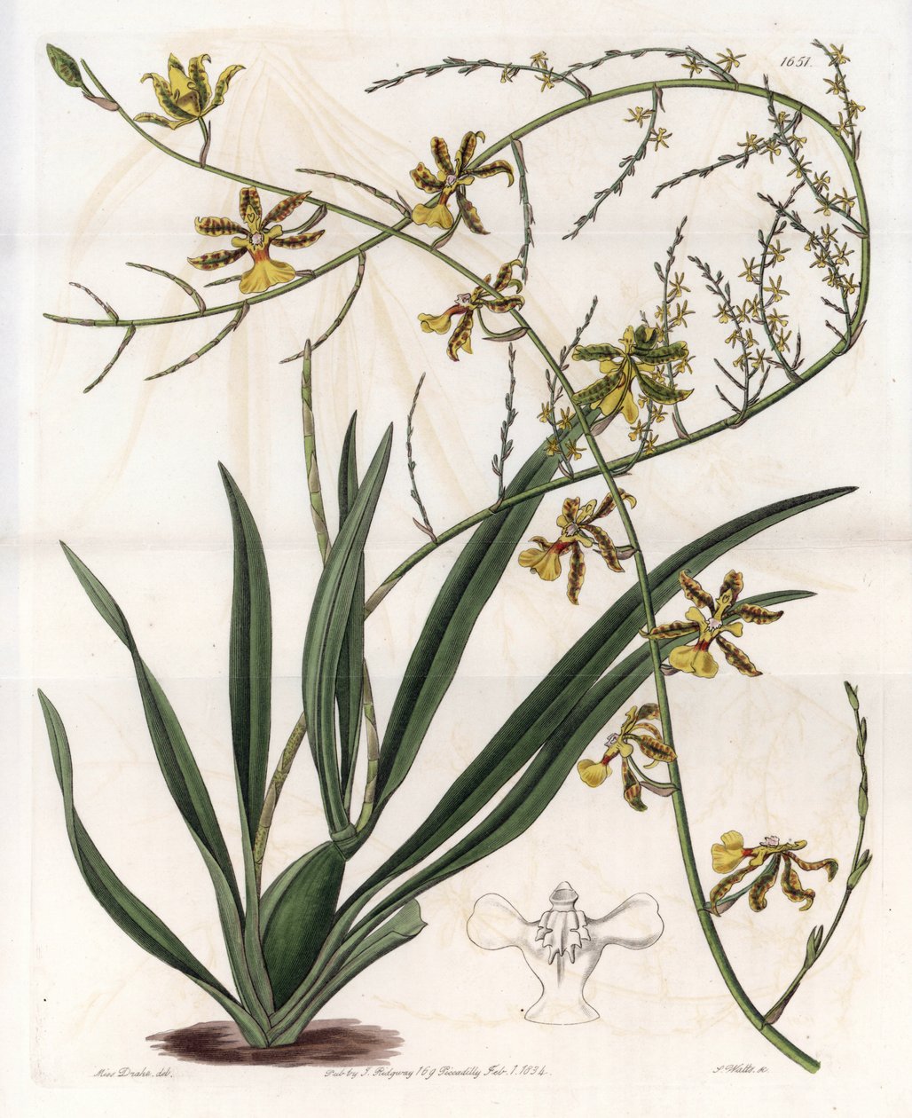 Orkidea: oncidium variete, Länsi-Intian epifyytti - S.Wattsin kaiverrettu levy Sarah Anne Draken (1803-1857) kuvituksesta, Sydenham Edwardsin (1768-1819) kasvitieteellisestä rekisteristä, Englanti. tekijältä Sydenham Teast Edwards