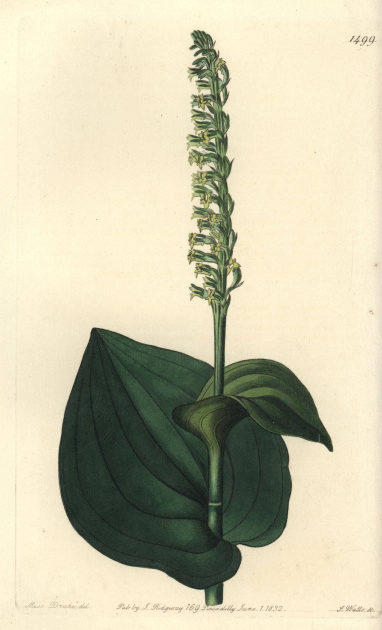 Orkidealajike - Gennaria diphylla (sydänlehtinen herminium, Herminium cordatum). S. Wattsin käsinvärinen kuparikaiverrus Miss Sarah Draken kuvituksen jälkeen Sydenham Edwardsin kasvitieteellisestä rekisteristä, Ridgeway, Lontoo tekijältä Sydenham Teast Edwards