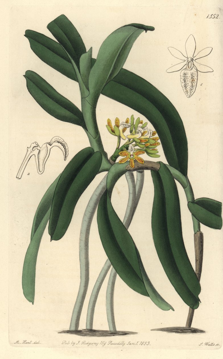 Orkidealajike Saccolabium - Acampe praemorsa -orkidea (Pimpled saccolabium, Saccolabium papilosum). S. Wattsin käsinvärinen kuparikaiverrus M. Hartin kuvituksen jälkeen Sydenham Edwardsin kasvitieteellisestä rekisteristä, Ridgeway, Lontoo tekijältä Sydenham Teast Edwards