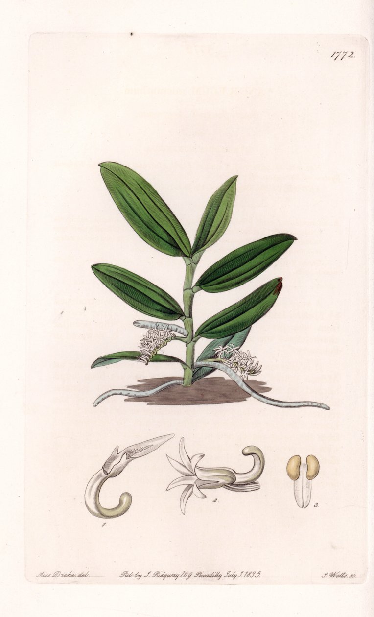 Orkidea: variete de camphylocentrum - S.Wattsin kaivertama levy, Sarah Anne Draken (1803-1857) kuvituksesta, Englannin Sydenham Edwardsin (1768-1819) kasvitieteellisestä rekisteristä tekijältä Sydenham Teast Edwards