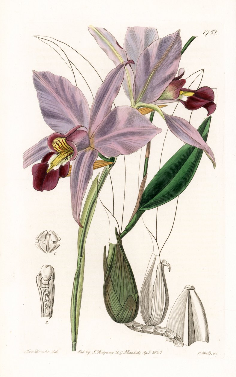 Orkidea: variete de laelia - S.Wattsin kaivertama levy, Sarah Anne Draken (1803-1857) kuvituksesta, Sydenham Edwardsin (1768-1819), Englannin kasvitieteellisestä rekisteristä tekijältä Sydenham Teast Edwards
