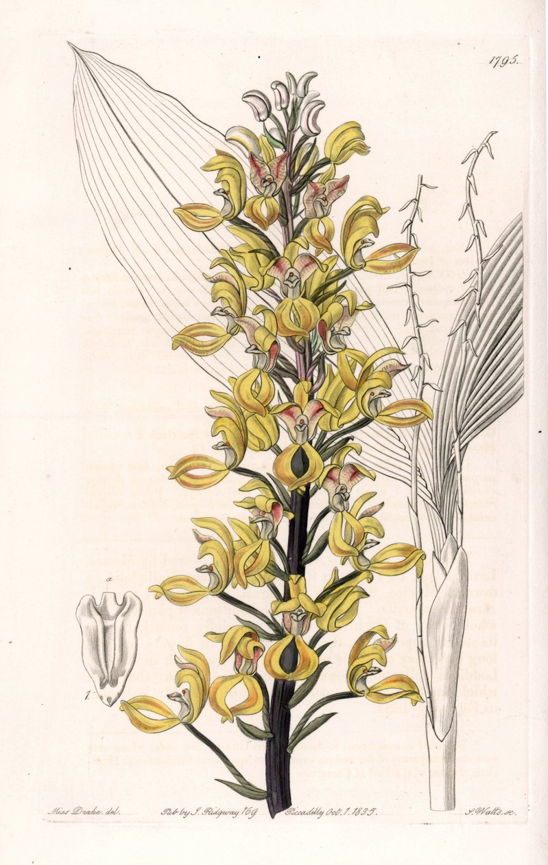 Orkidea: Govenian lajike - S.Wattsin kaivertama levy, Sarah Anne Draken (1803-1857) kuvituksesta, Englannin Sydenham Edwardsin (1768-1819) kasvitieteellisestä rekisteristä tekijältä Sydenham Teast Edwards