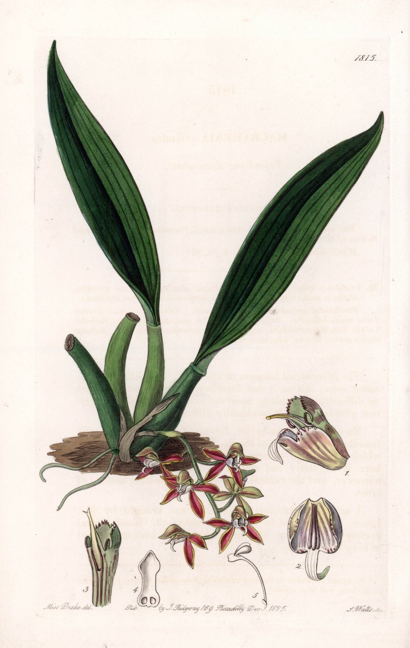 Orkidea: makradenian lajike, kotoisin Guayanasta - S.Wattsin kaivertama levy, Sarah Anne Draken (1803-1857) kuvituksesta, Sydenham Edwardsin (1768-1819) kasvitieteellisestä rekisteristä Englannista tekijältä Sydenham Teast Edwards
