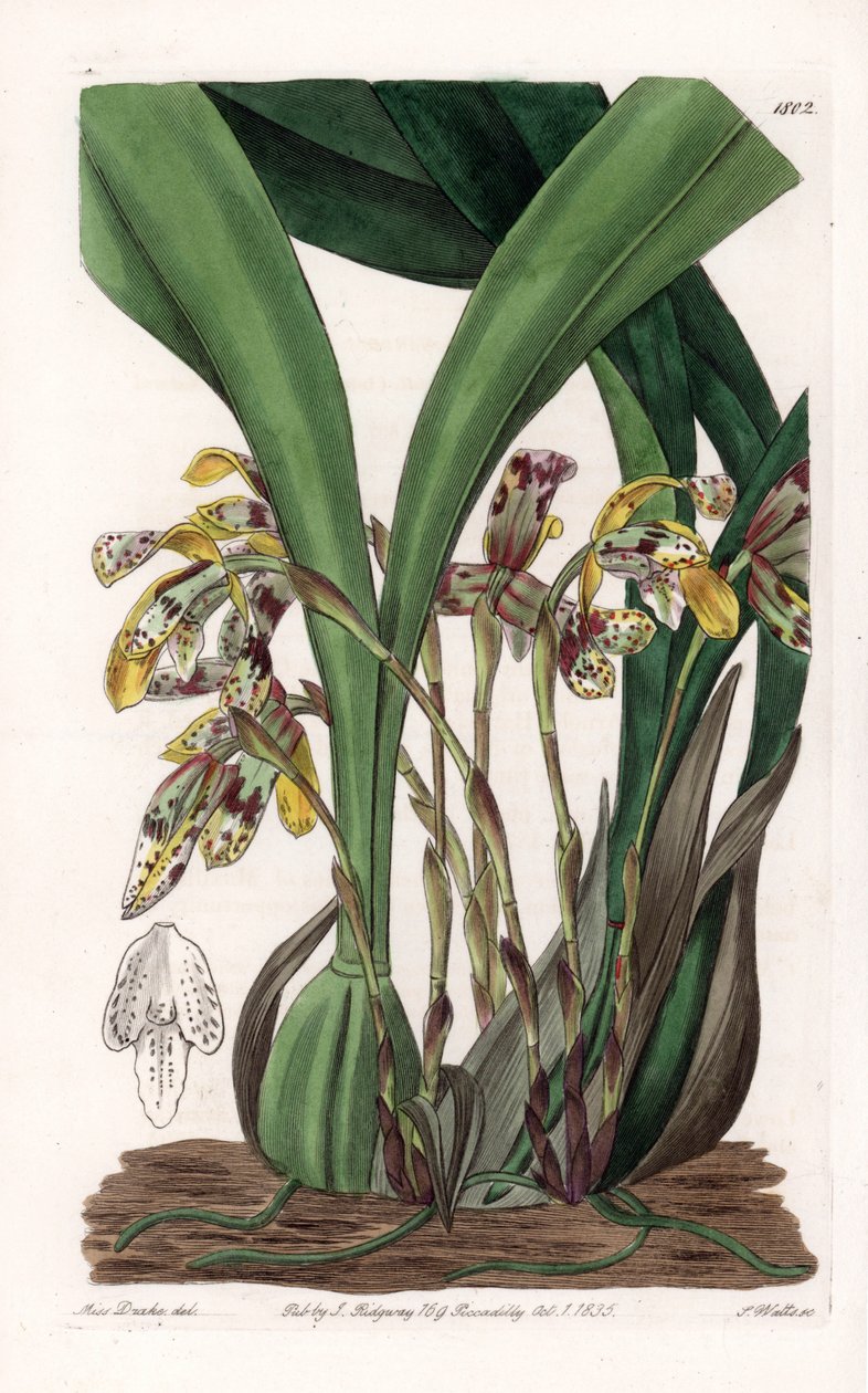 Orkidea: yläleuan lajike, kotoisin Etelä-Amerikasta - S.Wattsin kaivertama levy, joka perustuu Sarah Anne Draken (1803-1857) kuvitukseen, Englannin Sydenham Edwardsin (1768-1819) kasvitieteellisestä rekisteristä tekijältä Sydenham Teast Edwards