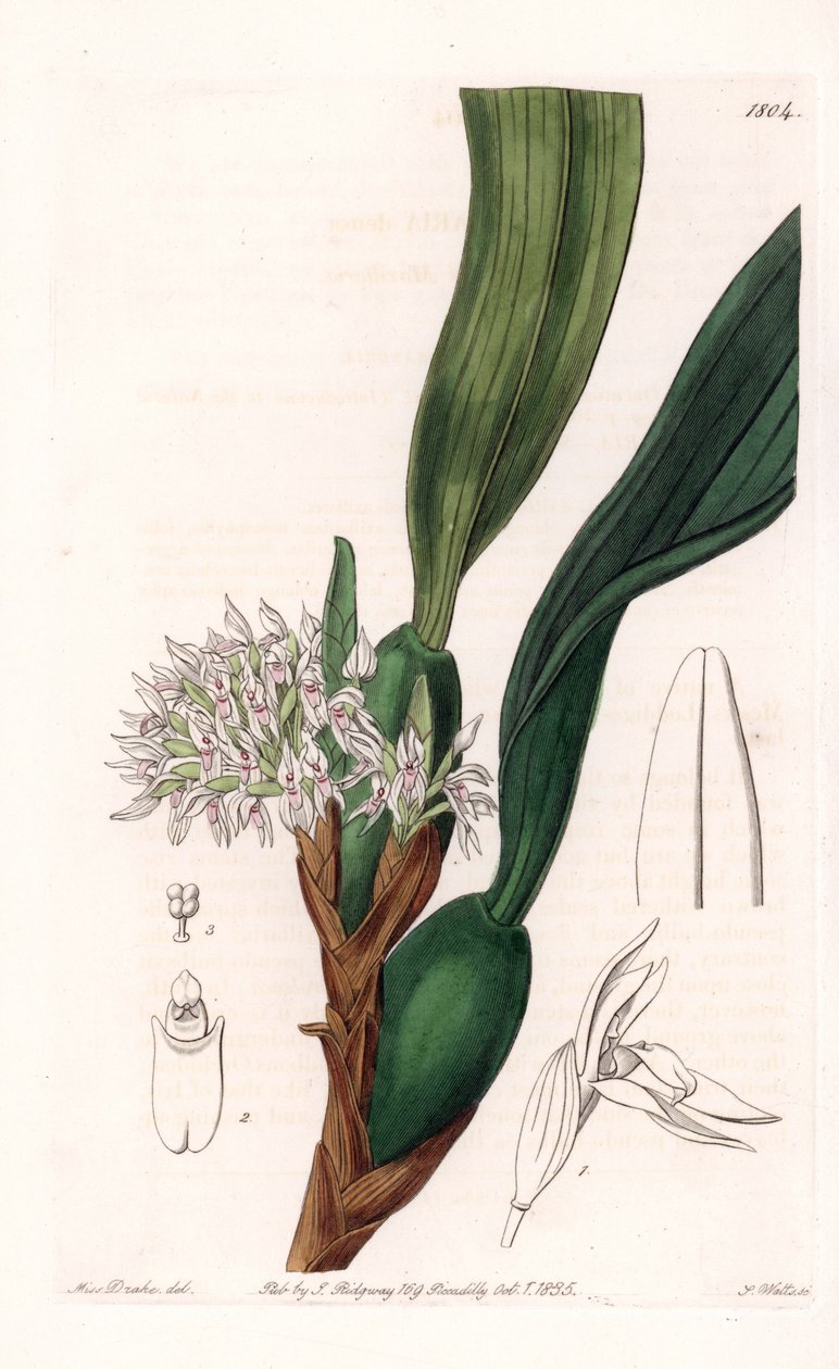 Orkidea: yläleuan lajike, kotoisin Etelä-Amerikasta - S.Wattsin kaivertama levy, Sarah Anne Draken (1803-1857) kuvituksesta, Englannin Sydenham Edwardsin (1768-1819) kasvitieteellisestä rekisteristä tekijältä Sydenham Teast Edwards