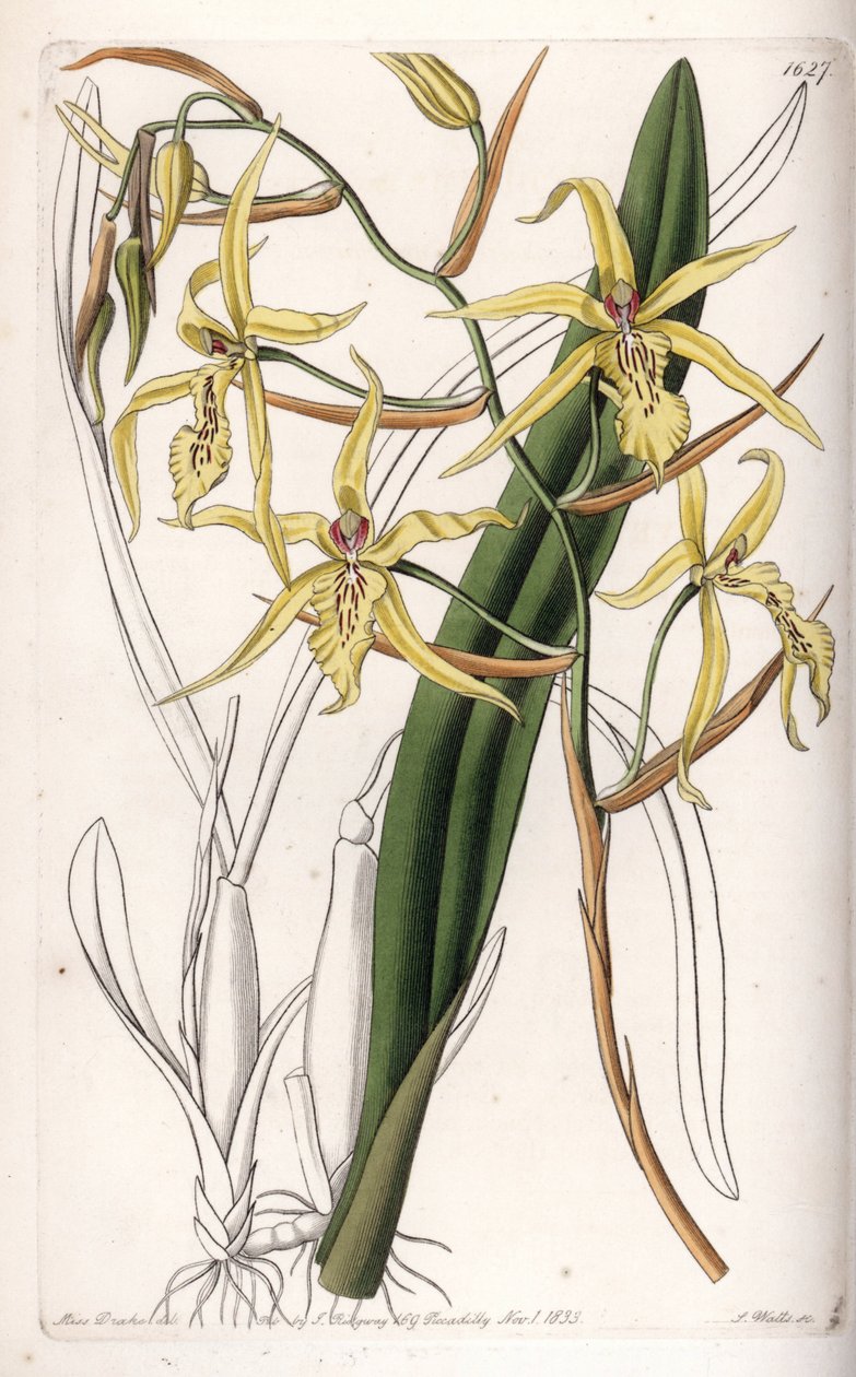 Orkidea: Miltonia tai milt -lajike - S.Wattsin kaivertama levy, Sarah Anne Draken (1803-1857) kuvituksesta, Englannin Sydenham Edwardsin (1768-1819) kasvitieteellisestä rekisteristä tekijältä Sydenham Teast Edwards