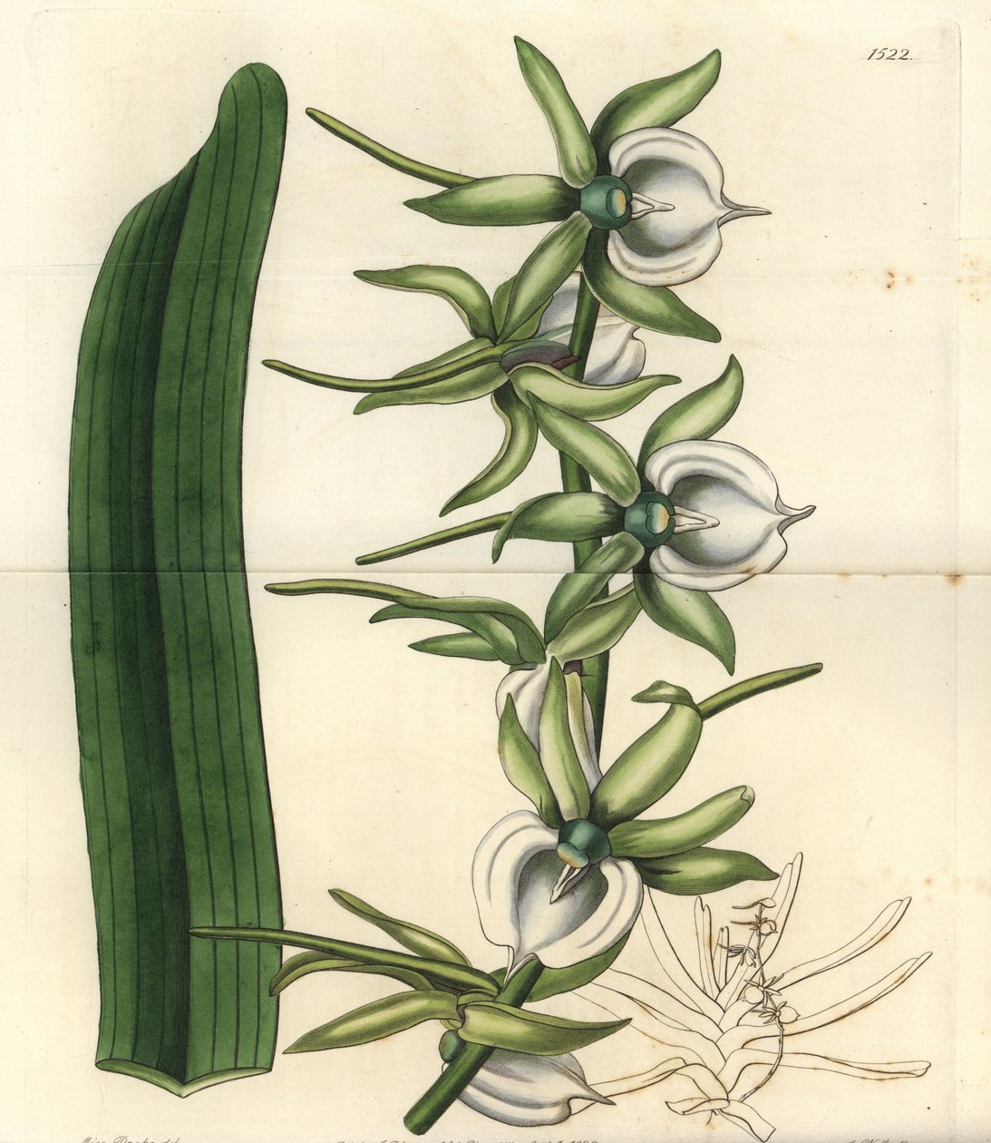 Intian valtameren saarten orkidealajike - Ivory angraecum -orkidea, Angraecum eburneum. S. Wattsin käsinvärinen kuparikaiverrus Miss Sarah Draken kuvituksen jälkeen Sydenham Edwardsin kasvitieteellisestä rekisteristä, Ridgeway, Lontoo tekijältä Sydenham Teast Edwards