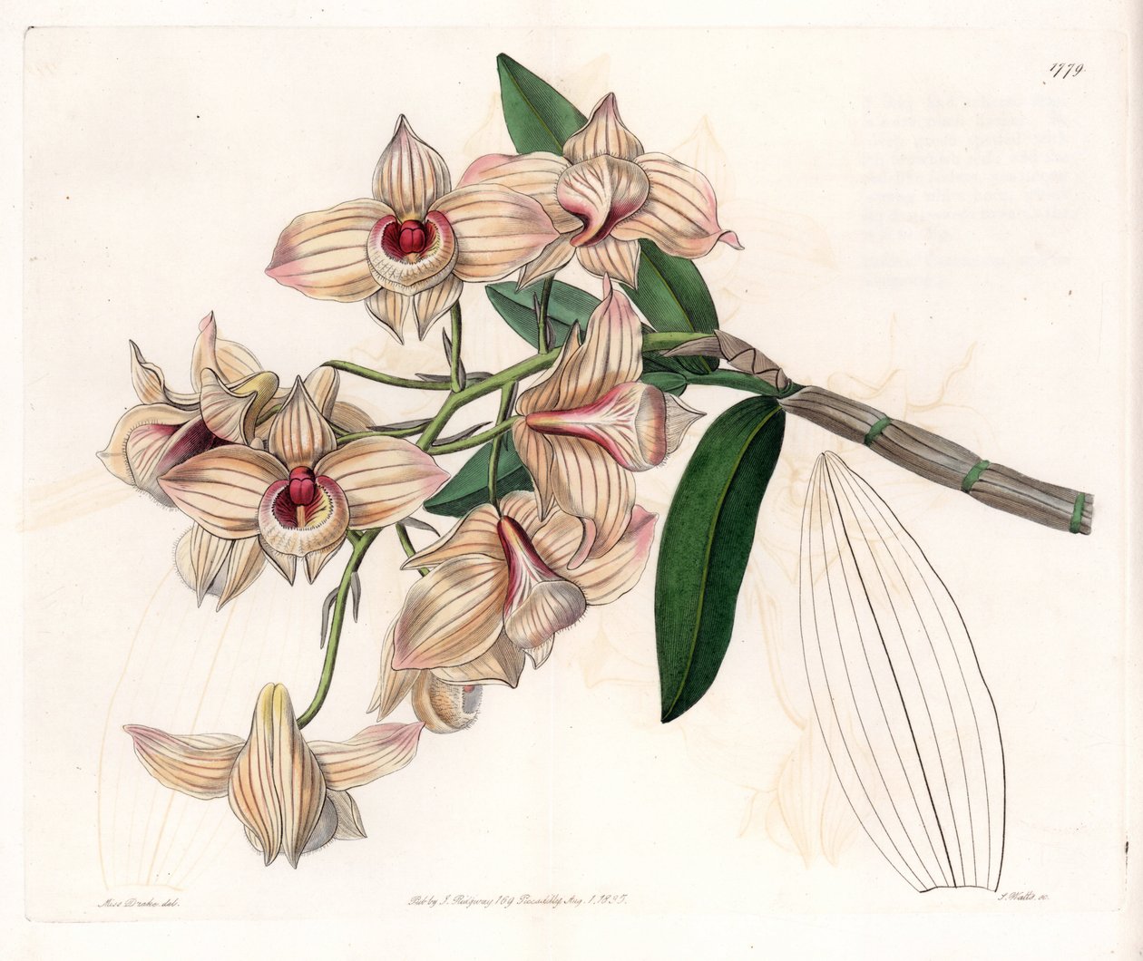 Orkidea: Dendrobium-lajike - S.Wattsin kaivertama levy, Sarah Anne Draken (1803-1857) kuvituksesta, Sydenham Edwardsin (1768-1819), Englannin kasvitieteellisestä rekisteristä tekijältä Sydenham Teast Edwards