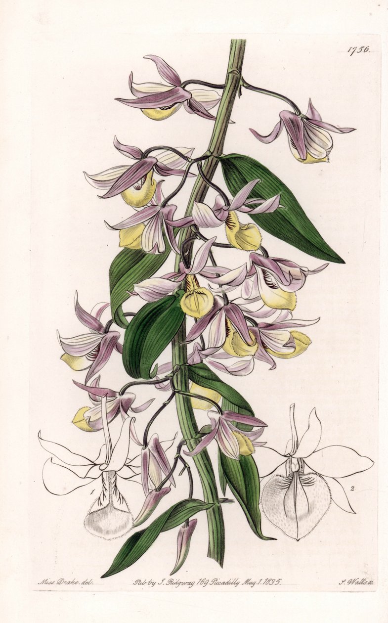 Orkidea: Dendrobium-lajike, kotoisin Aasiasta - S. Wattsin kaivertama levy, Sarah Anne Draken (1803-1857) kuvituksesta, Englannin Sydenham Edwardsin (1768-1819) kasvitieteellisestä rekisteristä tekijältä Sydenham Teast Edwards