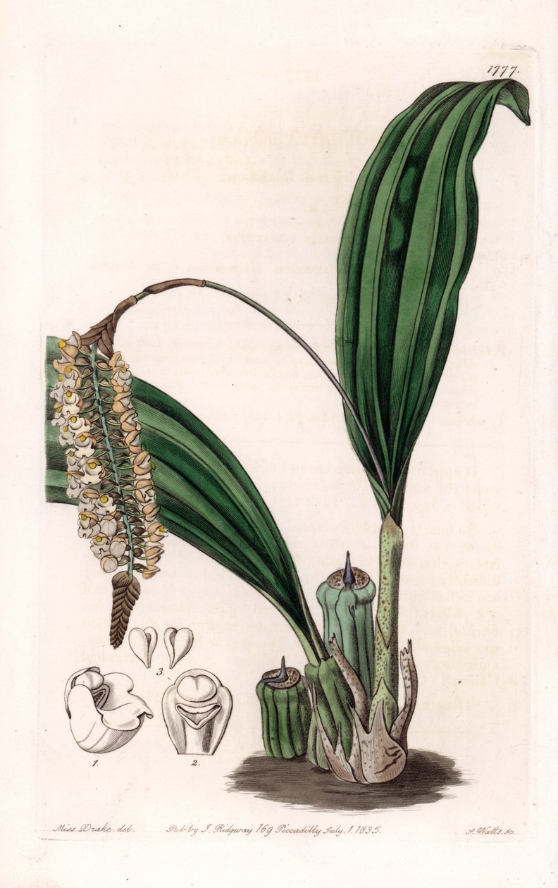 Orkidea: Aasiasta kotoisin oleva pholidotan lajike - S.Wattsin kaivertama levy, Sarah Anne Draken (1803-1857) kuvituksesta, Englannin Sydenham Edwardsin (1768-1819) kasvitieteellisestä rekisteristä tekijältä Sydenham Teast Edwards