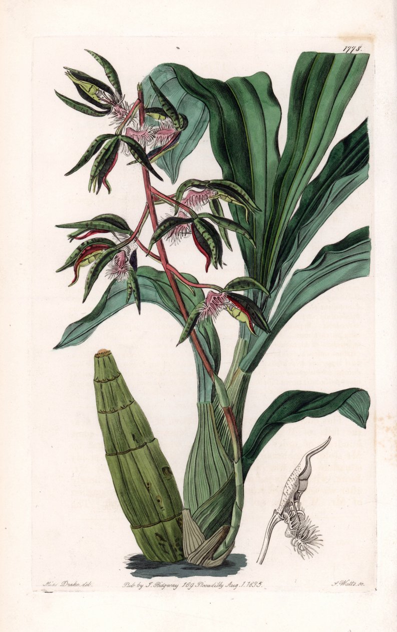 Orkidea: katasetumin lajike, nimeltään parrakas - S.Wattsin kaivertama levy, Sarah Anne Draken (1803-1857) kuvituksesta, Englannin Sydenham Edwardsin (1768-1819) kasvitieteellisestä rekisteristä tekijältä Sydenham Teast Edwards