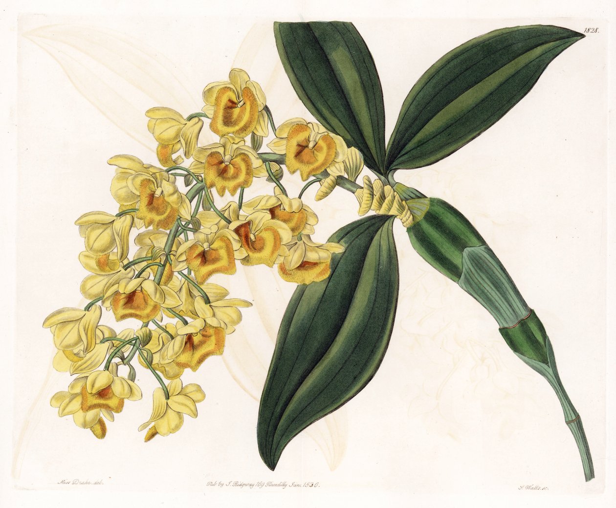Orkidea: dendrobiumlajike - S.Wattsin kaivertama levy, Sarah Anne Draken (1803-1857) kuvituksesta, Sydenham Edwardsin (1768-1819), Englannin kasvitieteellisestä rekisteristä tekijältä Sydenham Teast Edwards