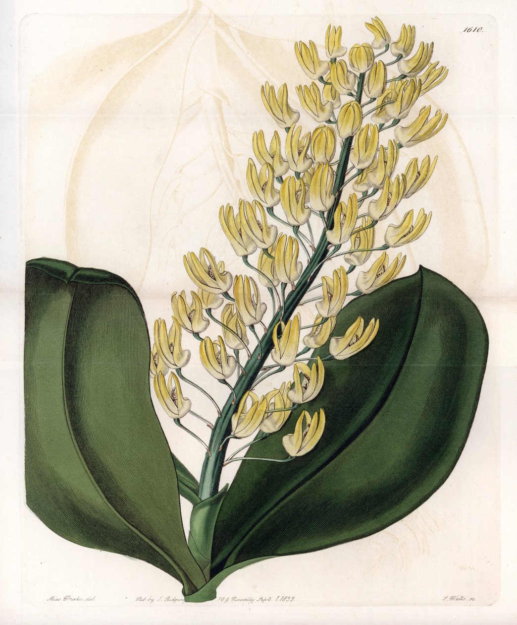 Orkidea: Dendrobium-lajike Australiasta - S.Wattsin kaivertama levy, Sarah Anne Draken (1803-1857) kuvituksesta, Sydenham Edwardsin (1768-1819) kasvitieteellisestä rekisteristä, Englannista tekijältä Sydenham Teast Edwards