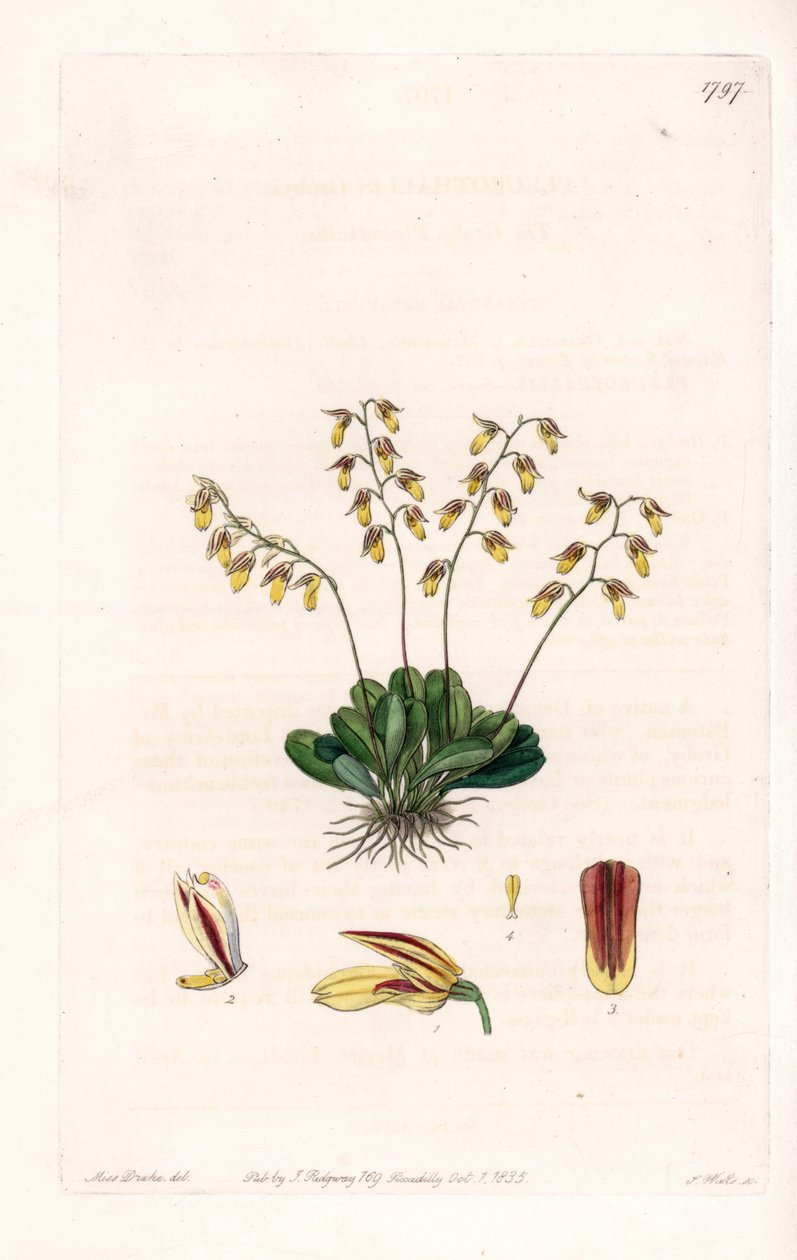 Orkidea: lajike epidendre - S.Wattsin kaivertama levy, Sarah Anne Draken (1803-1857) kuvituksesta, Sydenham Edwardsin (1768-1819), Englannin kasvitieteellisestä rekisteristä tekijältä Sydenham Teast Edwards