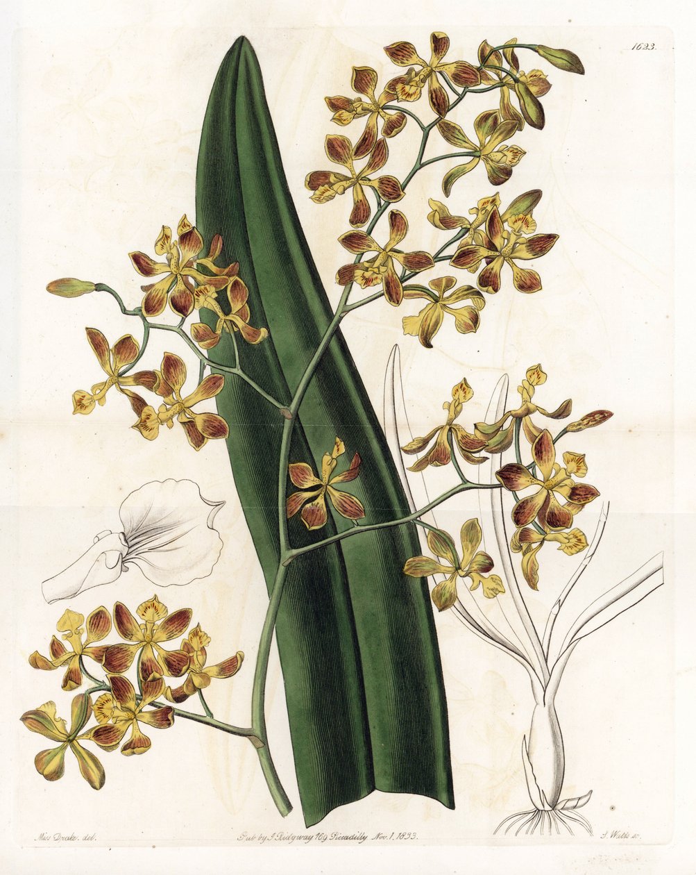 Orkidea: erilainen epidendrum - S. Wattsin kaivertama levy, Sarah Anne Draken (1803-1857) kuvituksesta, Sydenham Edwardsin (1768-1819), Englannin kasvitieteellisestä rekisteristä tekijältä Sydenham Teast Edwards