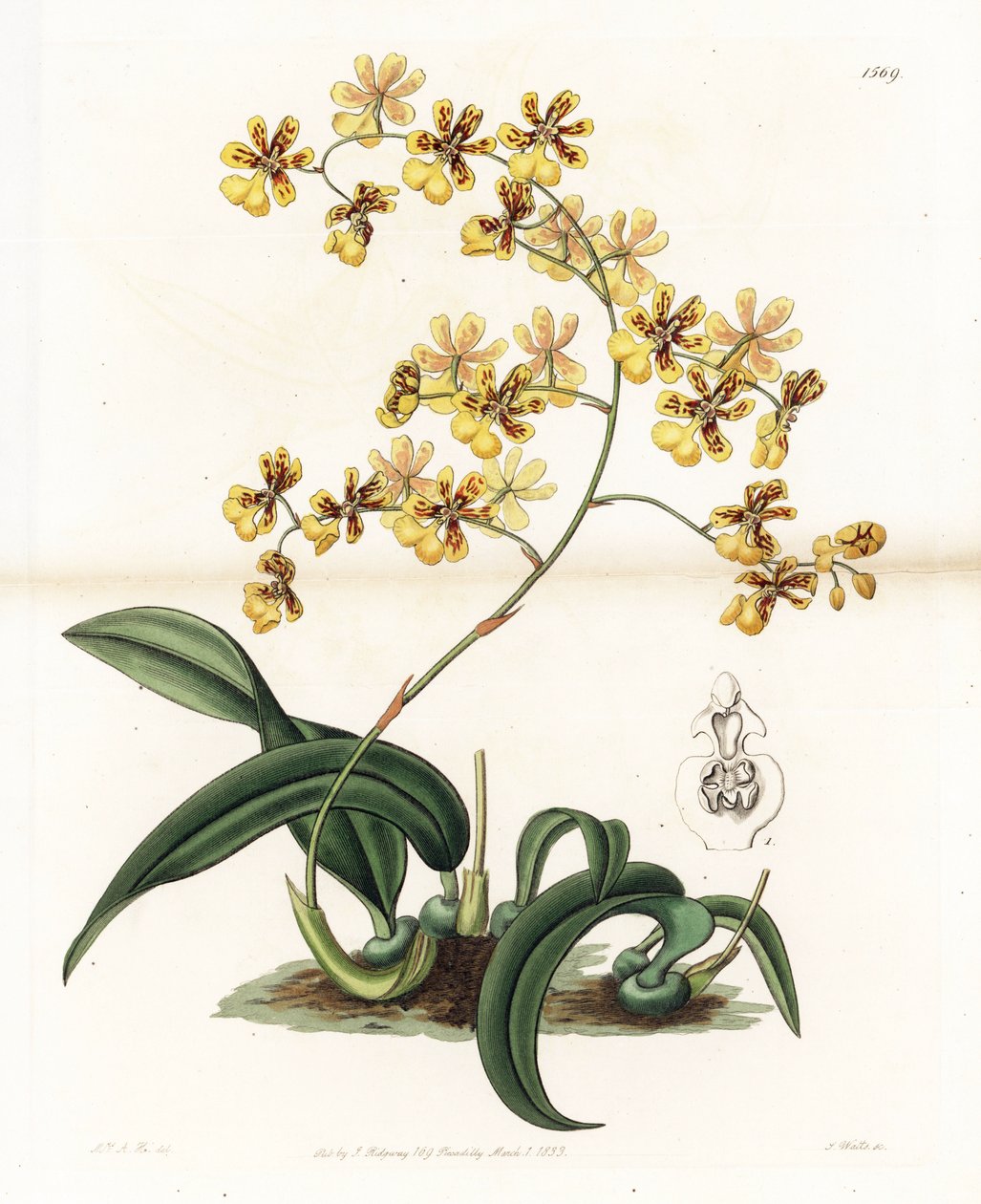 Orkidea: Brasilian epifyyttisen oncidiumin lajike - S. Wattsin kaivertama levy, Sarah Anne Draken (1803-1857) kuvituksesta, Englannin Sydenham Edwardsin (1768-1819) kasvitieteellisestä rekisteristä tekijältä Sydenham Teast Edwards
