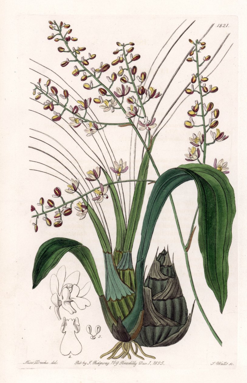 Orkidea: lajike eulophia - S.Wattsin kaivertama levy, Sarah Anne Draken (1803-1857) kuvituksesta, Sydenham Edwardsin (1768-1819) kasvitieteellisestä rekisteristä, Englannista tekijältä Sydenham Teast Edwards