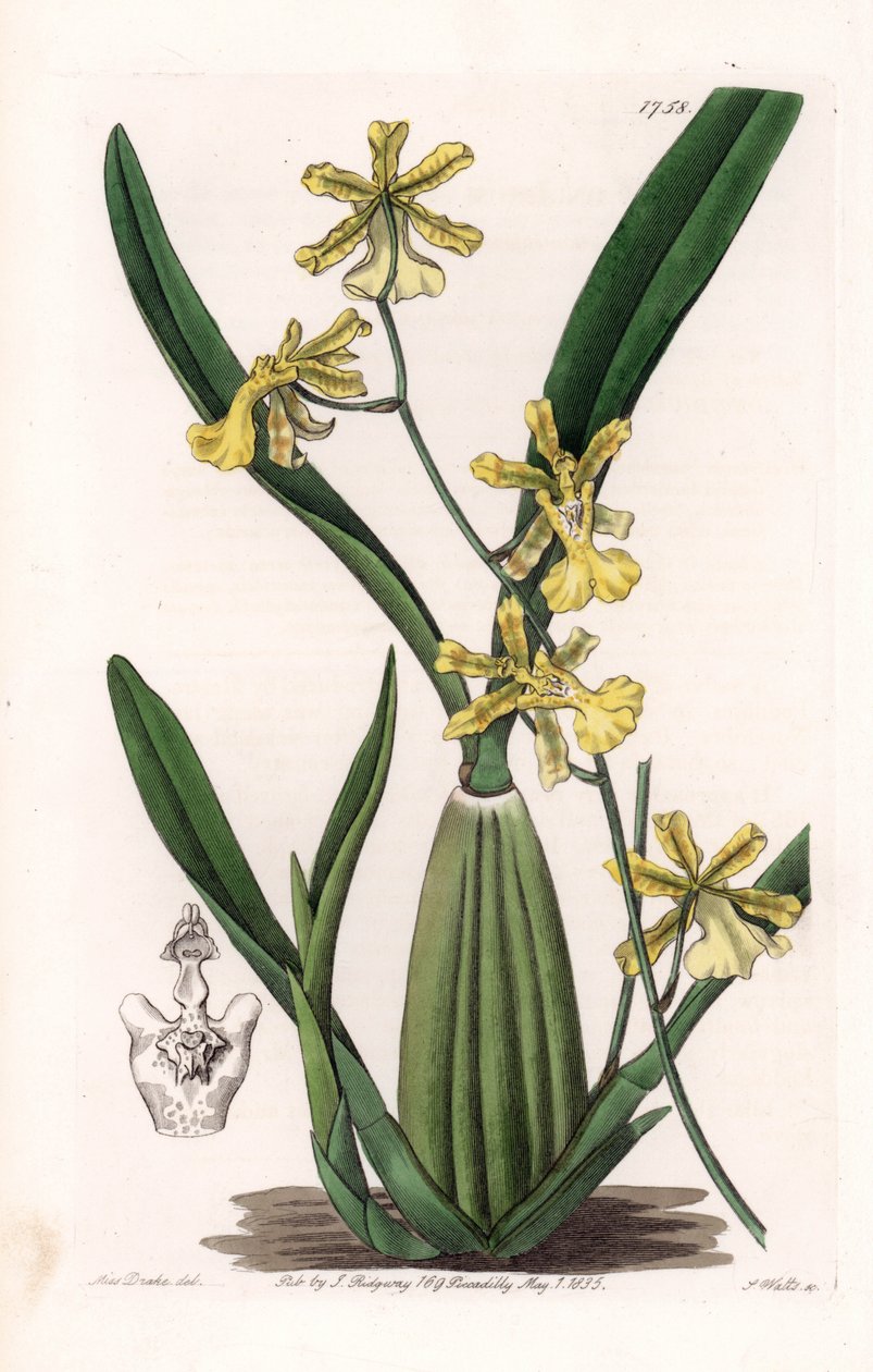 Orkidea, oncydium-lajike, kotoisin Etelä-Amerikasta - S.Wattsin kaivertama levy Sarah Anne Draken (1803-1857) kuvituksesta, Englannin Sydenham Edwardsin (1768-1819) kasvitieteellisestä rekisteristä tekijältä Sydenham Teast Edwards