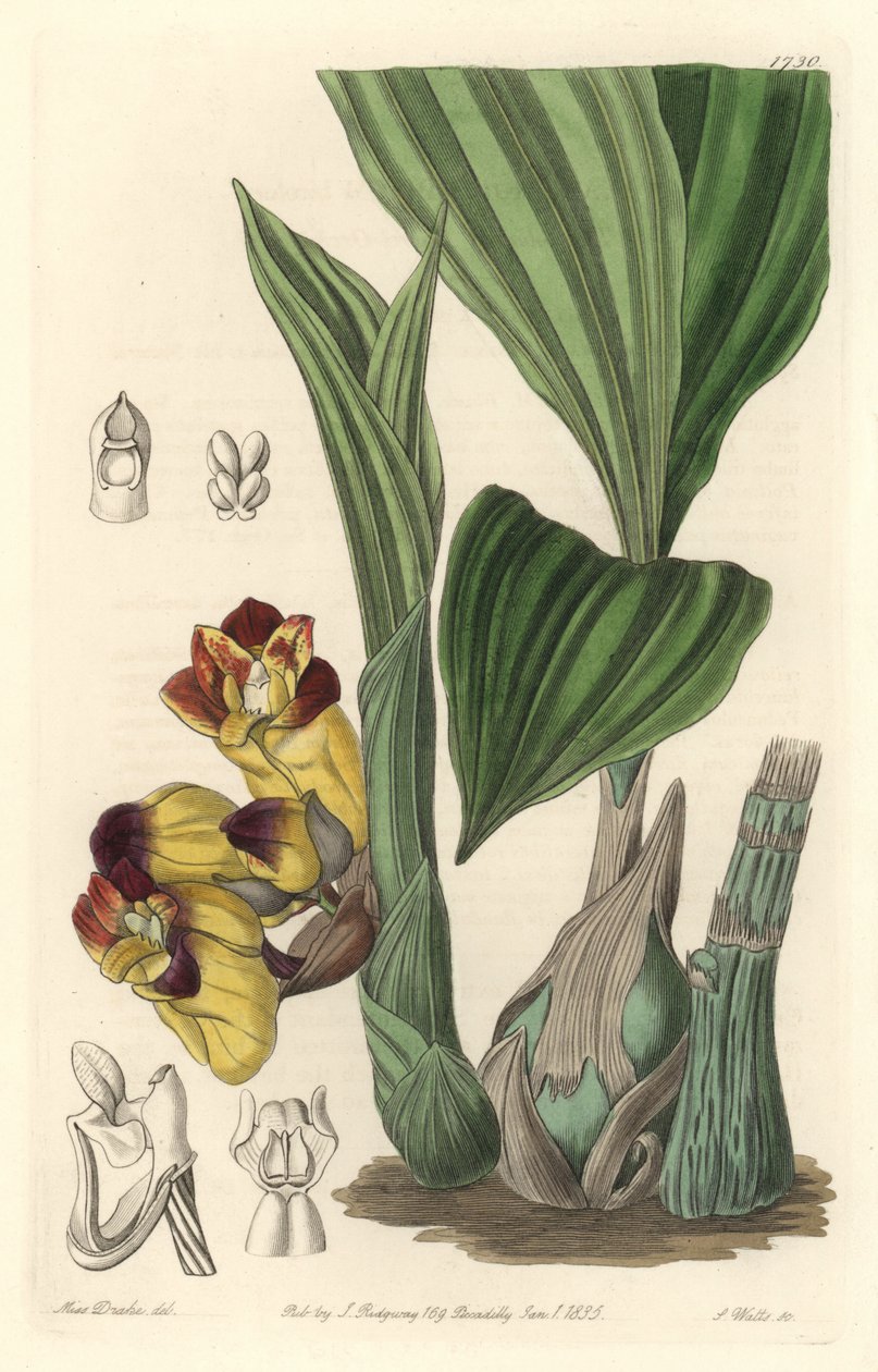 Orchidee Acanthephippium bicolor, alun perin Sri Lankasta - S. Wattsin vesi Sarah Anne Draken (1803-1857) kuvituksesta kasvitieteellisestä rekisteristä tekijältä Sydenham Teast Edwards