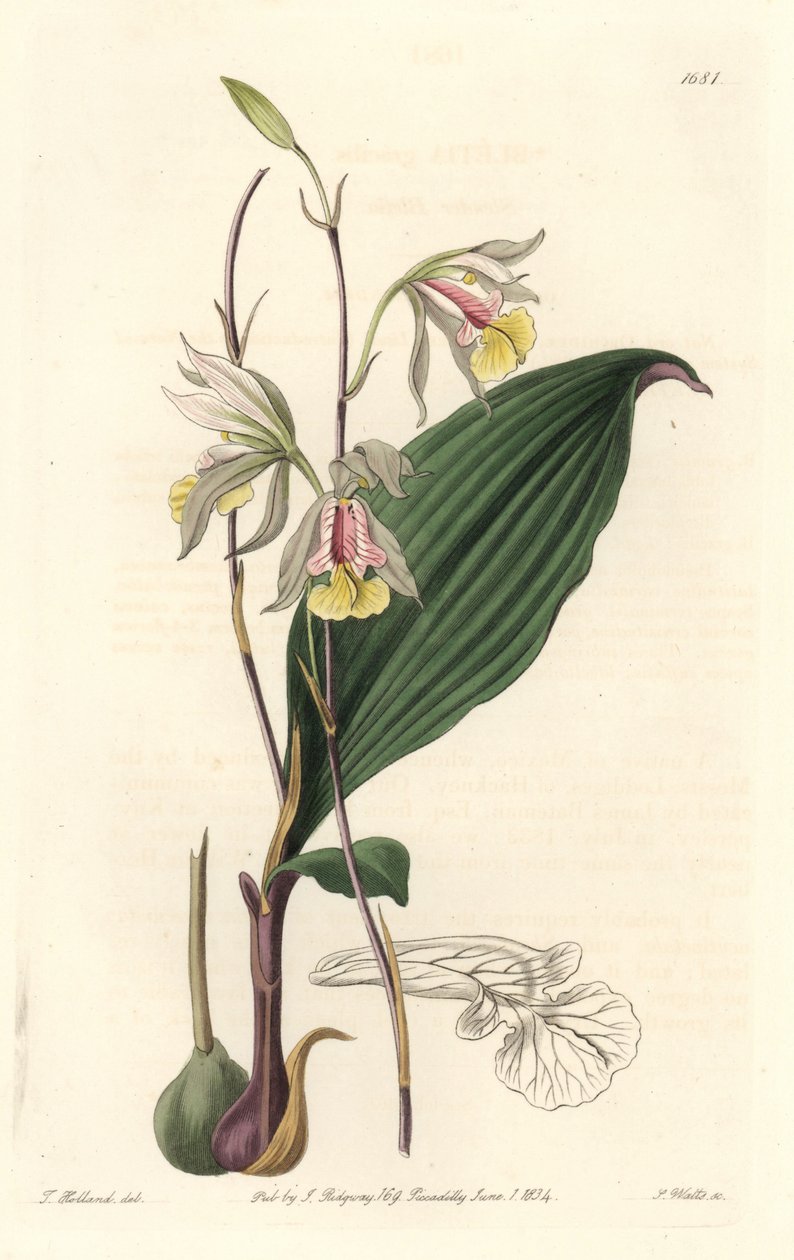 Orchidee, American Bletia - Water Forte, kirjoittanut S. Watts T. Hollandin kuvituksesta, kasvitieteellisestä rekisteristä tekijältä Sydenham Teast Edwards