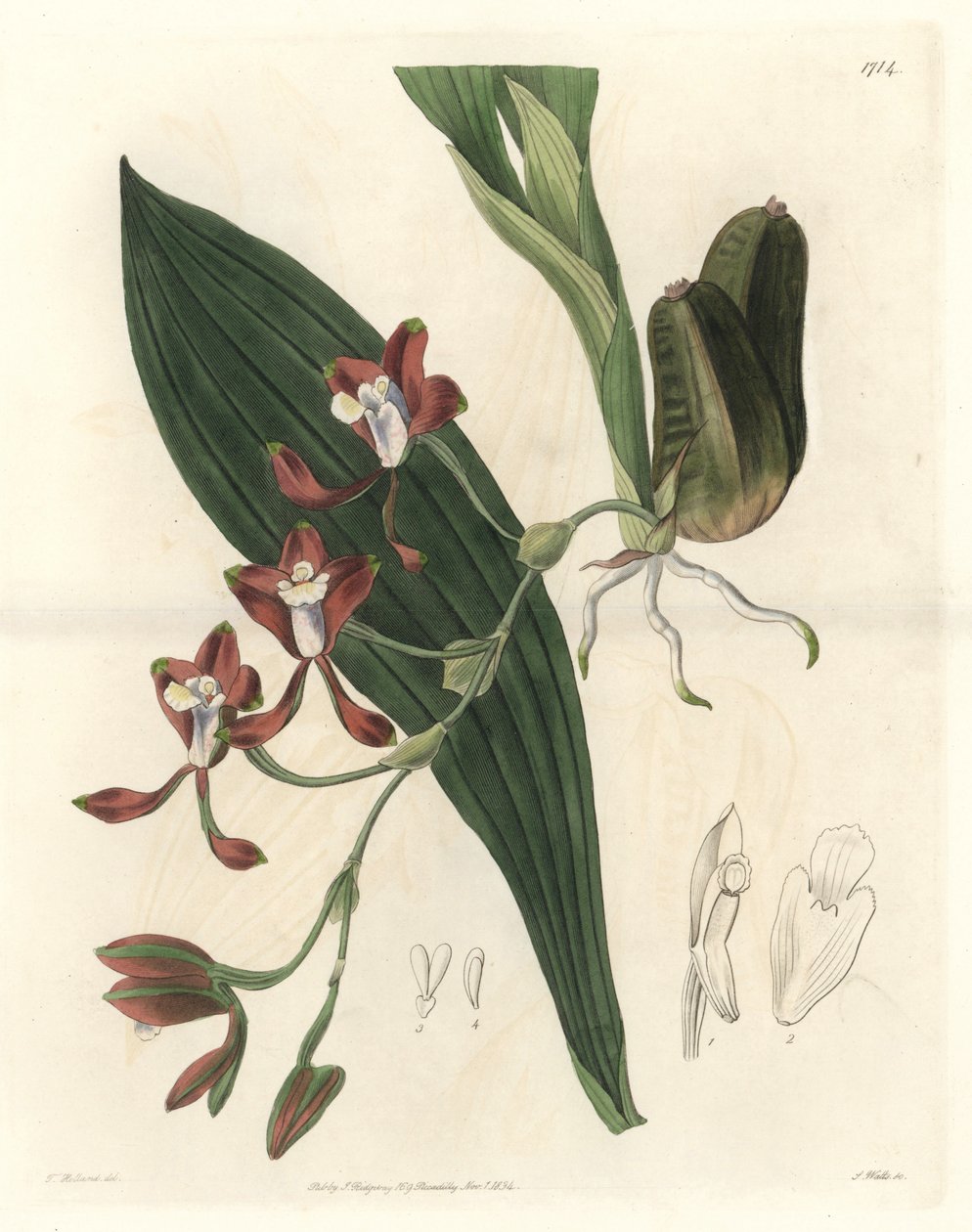 Orchidee Batemannia, kotoisin Guyanasta - S. Wattsin Water forte T. Hollandin kuvituksesta kasvitieteellisestä rekisteristä tekijältä Sydenham Teast Edwards