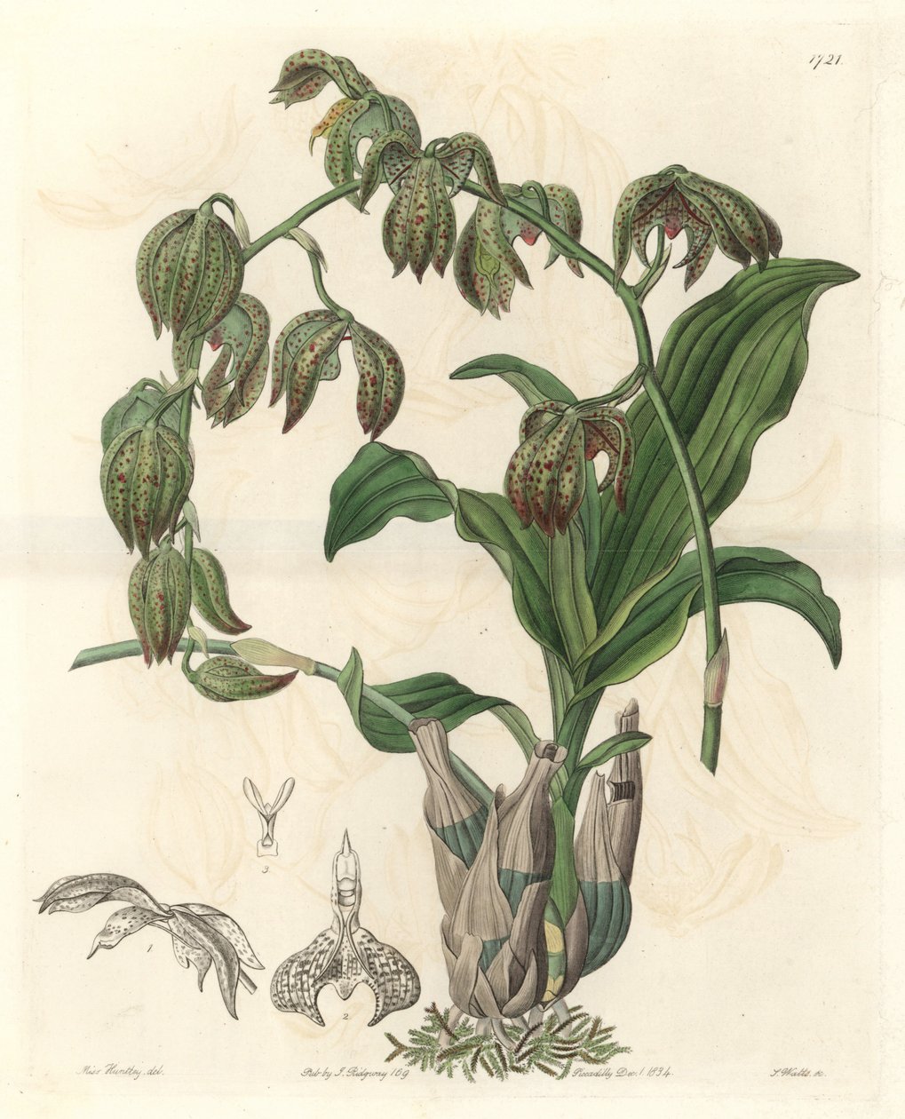 Orchidee Catasetum, kotoisin Brasiliasta – S. Wattsin Water forte Miss M.A. Huntleyn kuvituksesta kasvitieteellisestä rekisteristä tekijältä Sydenham Teast Edwards