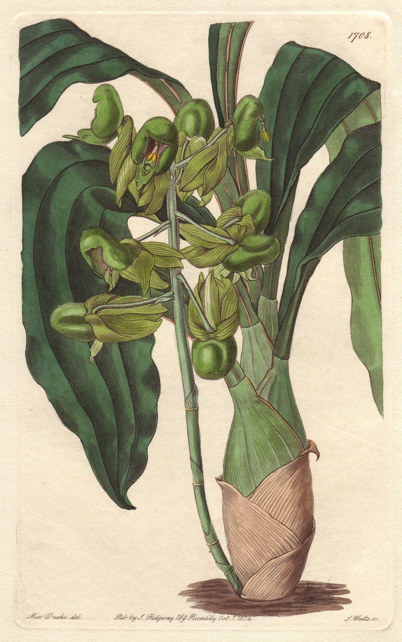 Orchidee Catasetum, kotoisin Brasiliasta - S. Wattsin kirjoittama Water forte Sarah Anne Draken (1803-1857) kuvituksesta, Botanical Registeristä. tekijältä Sydenham Teast Edwards