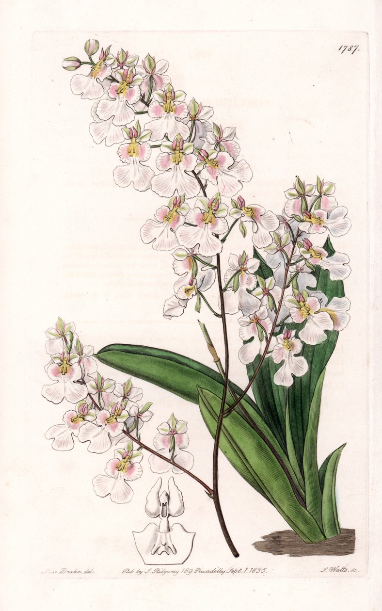 Orkidea Tolumnia pulchella, endeeminen Jamaikalla - kaivertanut S.Watts, Sarah Anne Draken (1803-1857) kuvituksesta, Englannin Sydenham Edwardsin (1768-1819) kasvitieteellisestä rekisteristä tekijältä Sydenham Teast Edwards