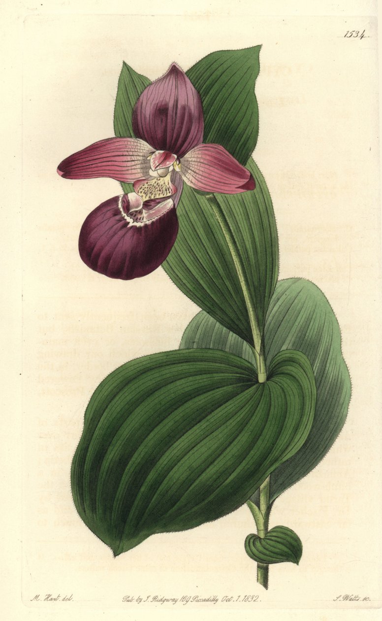 Venuksen orkideatukkissa on suuret kukat - suurikukkainen cypripedium tai suurikukkainen naisten tohveliorkidea, Cypripedium macranthos. S. Wattsin käsinvärinen kuparikaiverrus M. Hartin kuvituksen jälkeen Sydenham Edwardsin kasvitieteellisestä rekisterist tekijältä Sydenham Teast Edwards
