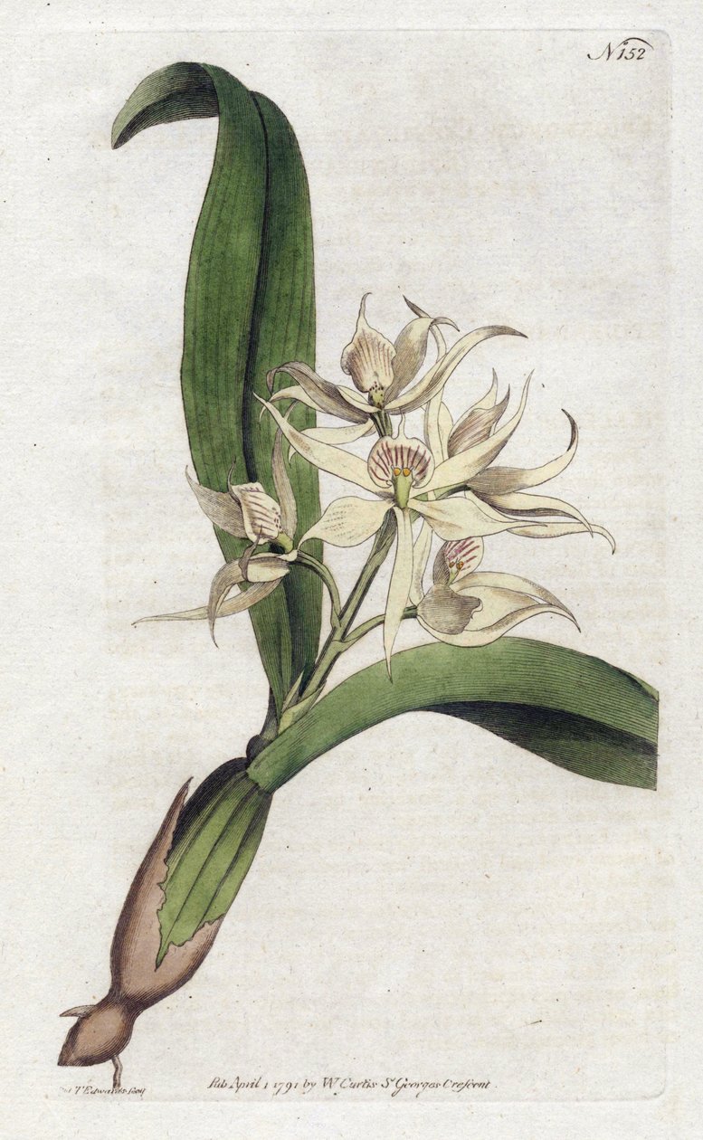 Orchidee epidendrum fragfumee - YDENHAM Edwardsin (1768-1819) litografia, William Curtisin (1746-1799) Botanical Magazine -lehden levy tekijältä Sydenham Teast Edwards