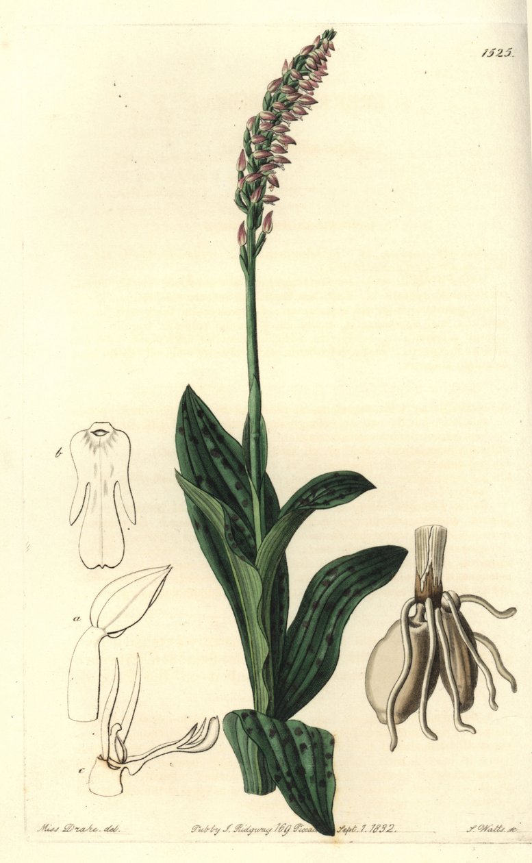 Orchidee neotine - Tiheäkukkainen orkidea, Neotinea maculata (yksikokoinen aceras, Aceras secundiflora). S. Wattsin käsinvärinen kuparikaiverrus Miss Sarah Draken kuvituksen jälkeen Sydenham Edwardsin kasvitieteellisestä rekisteristä, Ridgeway, Lontoo tekijältä Sydenham Teast Edwards