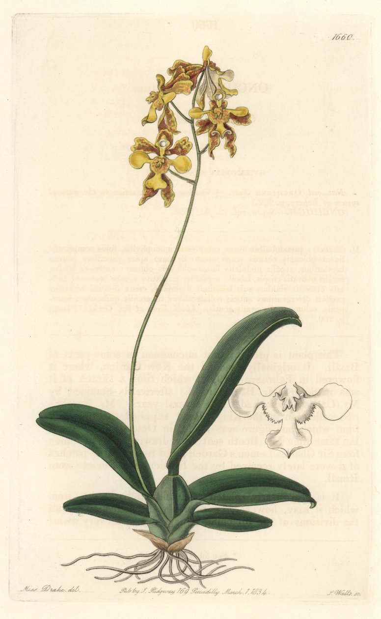 Orchidee oncidium keltainen, kotoisin Brasiliasta - S. Wattsin Water forte Sarah Anne Draken (1803-1857) kuvituksesta kasvitieteellisestä rekisteristä tekijältä Sydenham Teast Edwards