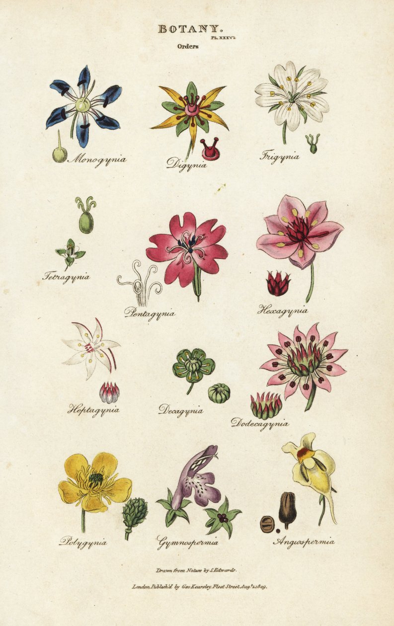 Kukkajärjestykset: Monogynia, Digynia, Trigynia, Pentagynia jne. Käsinvärinen kuparikaiverrus Sydenham Edwardsin mukaan John Mason Goodin Pantologiasta, New Encyclopediasta, G. Kearsley, Lontoo tekijältä Sydenham Teast Edwards