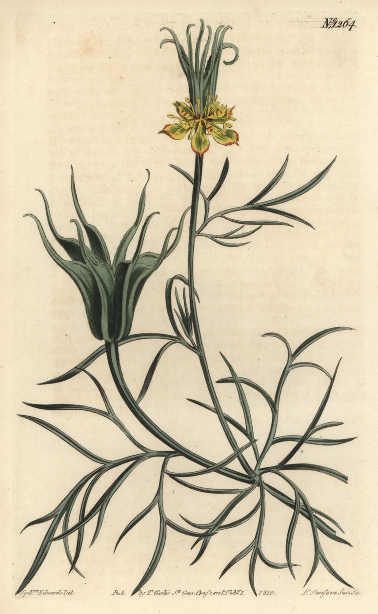 Oriental Nigelle - Itämainen fenkolin kukka, Nigella orientalis. F. Sansom Jr.:n käsinvärinen kuparikaiverrus Sydenham Edwardsin kuvituksen jälkeen William Curtisin kasvitieteellisestä lehdestä, T. Curtis, Lontoo tekijältä Sydenham Teast Edwards