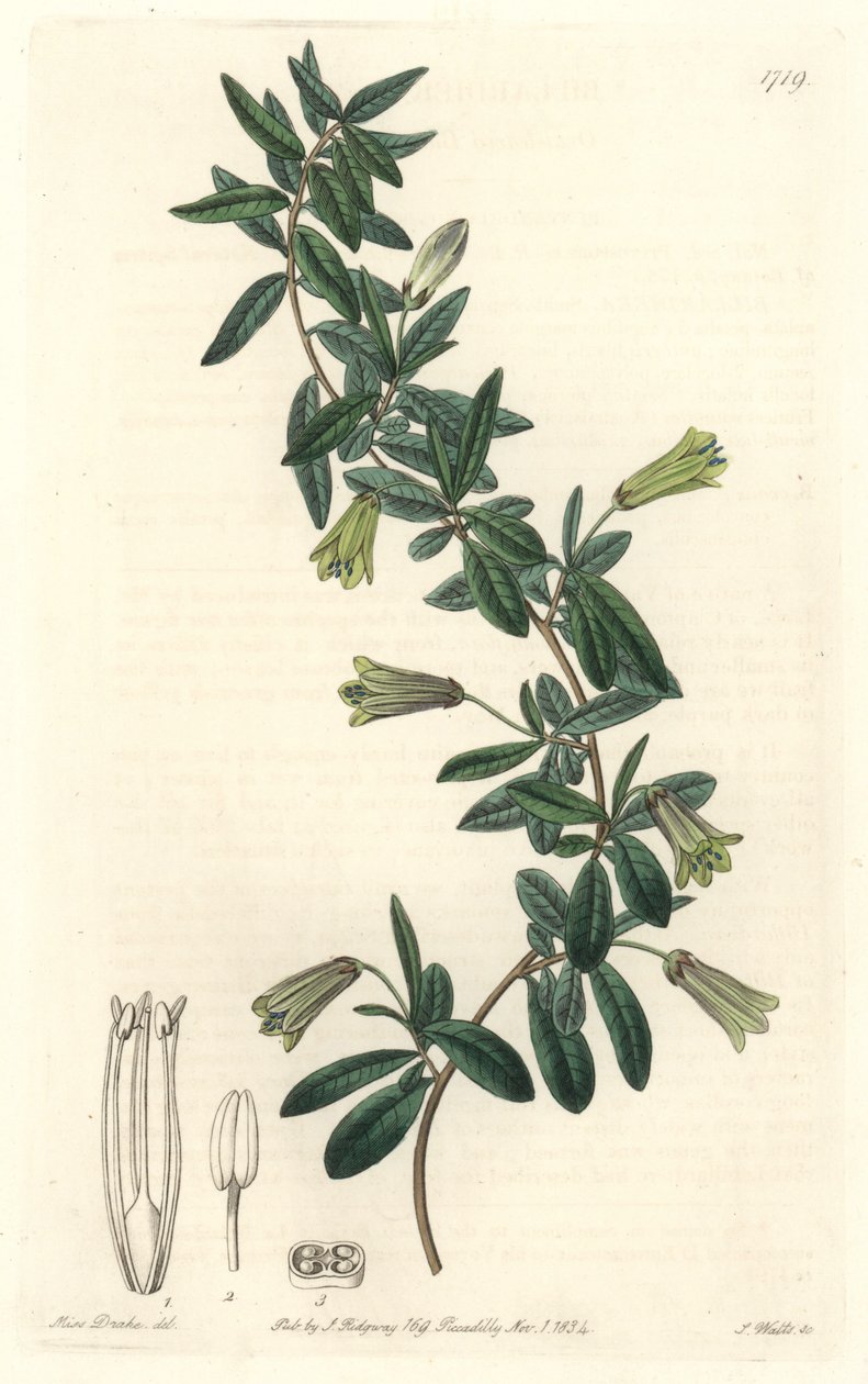 Soikealehtinen Billardiera, kotoisin Tasmaniasta (Australia) - S. Wattsin vahva vesi Sarah Anne Draken (1803-1857) kuvituksesta kasvitieteellisestä rekisteristä tekijältä Sydenham Teast Edwards