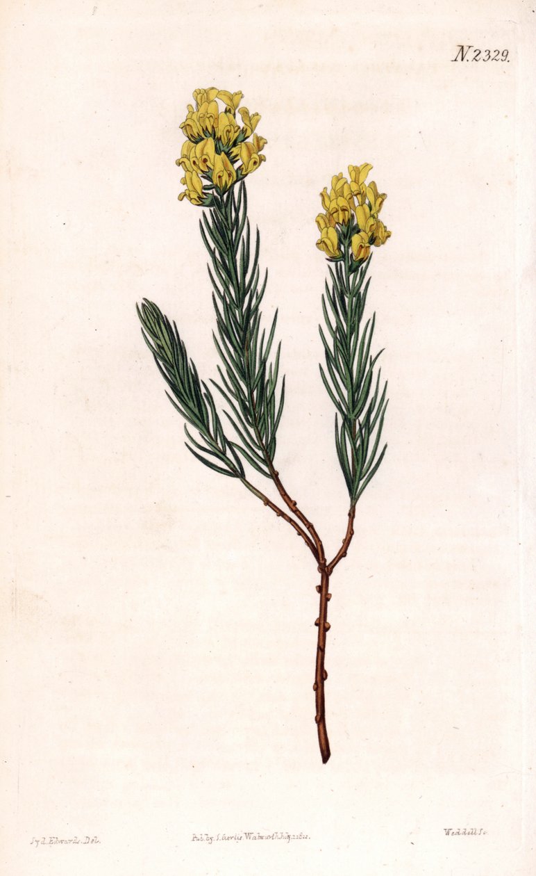 Soikea piikki aspalathus, Aspalathus callosa. Weddellin käsinvärinen kuparikaiverrus Sydenham Edwardsin kuvituksen jälkeen Samuel Curtisin "" Botanical Magazine" -lehdestä Lontoossa tekijältä Sydenham Teast Edwards