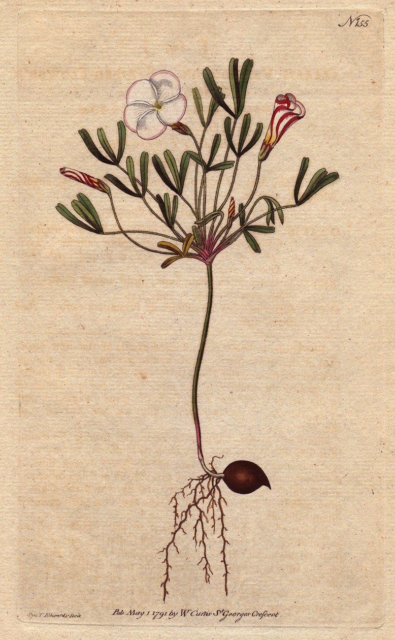 Oxalis (pieni suolaheinä) on valkoisia raidallisia kukkia ja karamellivaaleanpunaista, kotoisin Afrikasta. Raidallinen kukkainen puinen suolakurpi, jossa vaaleanpunaisia karkkiraidallisia valkoisia kukkia. Afrikan kotoisin. Oxalis versicolor. Käsinvärinen  tekijältä Sydenham Teast Edwards