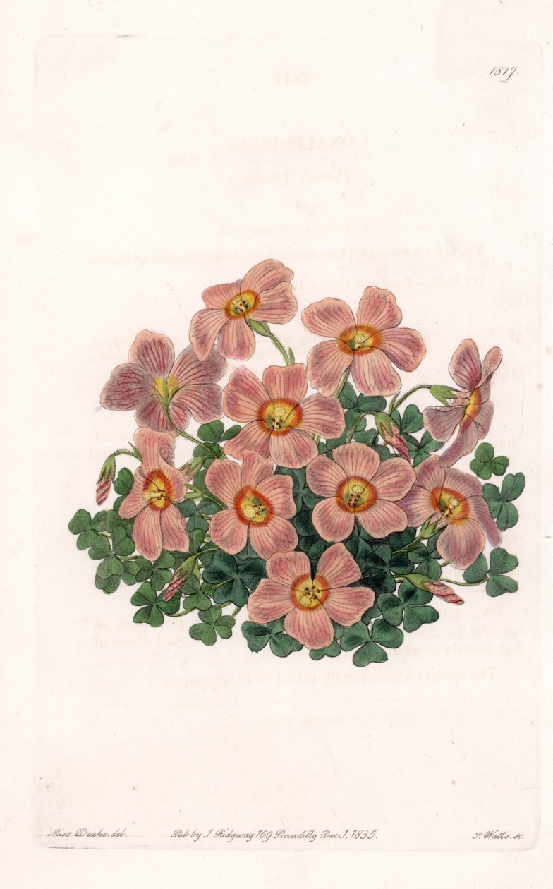 Oxalis Variete - S.Wattsin kaivertama levy Sarah Anne Draken (1803-1857) kuvituksesta, Englannin Sydenham Edwardsin (1768-1819) kasvitieteellisestä rekisteristä tekijältä Sydenham Teast Edwards