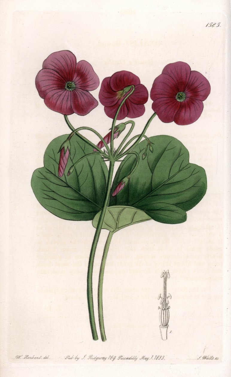 Oxalis de Bowie - S.Wattsin kaivertama levy Sarah Anne Draken (1803-1857) kuvituksesta, Englannin Sydenham Edwardsin (1768-1819) kasvitieteellisestä rekisteristä tekijältä Sydenham Teast Edwards
